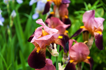 Beautiful pink iris