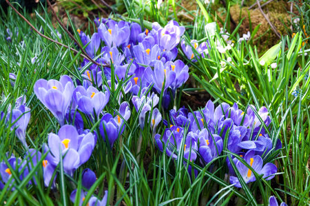 beautiful spring crocus flowersの写真素材