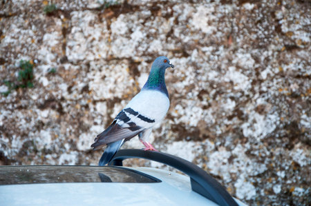 A lonely gray dove sits on the roof of a carの写真素材