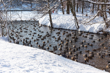 floating ducks during a snowfall in a frozen pond in winter