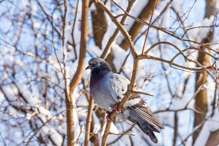 Dove sits on a snowy branch. Snowy forest background. Wonderful winter scene.の写真素材