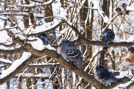 Pigeons on a snowy branch. Snowy forest background. Wonderful winter scene.の写真素材