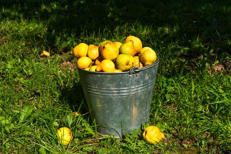 Ripe yellow pears in bucket in the garden.の写真素材