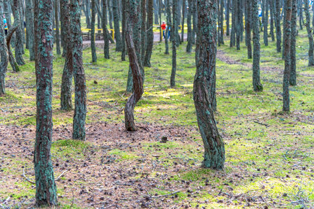 Dancing forest on the Curonian Spit in the Kaliningrad region, Russia. Coniferous forest with bent and bent trees in a park on the Curonian Spit.の写真素材