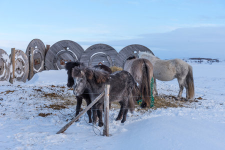 Beautiful Icelandic horses on the background of winter nature in Iceland. Icelandic horse on the background of snowy winter fields in Iceland.の写真素材