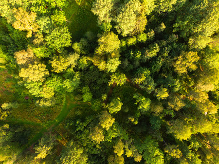 Top view of the treetops. Aerial view of the forest from a drone. Panoramic top view of the forest...