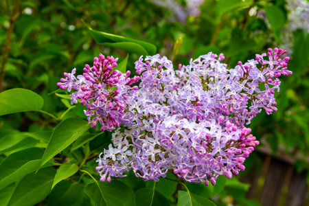 Beautiful branch of lilac with green leaves. Closeup of flowers lilacの写真素材