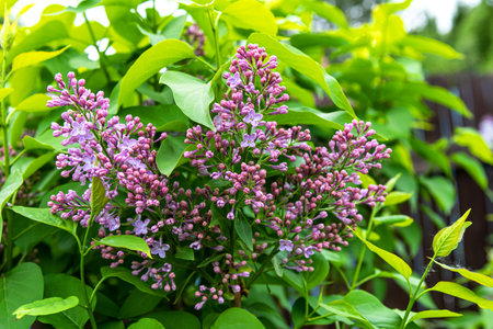 Beautiful branch of lilac with green leaves. Closeup of flowers lilacの写真素材