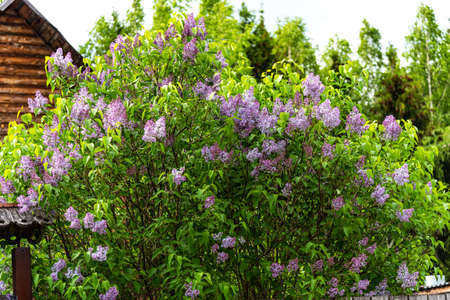Beautiful branch of lilac with green leaves. Blooming purple bushes of lilac in spring.の写真素材