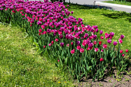 Flowerbed with purple tulips. Purple field of blooming spring tulips. Blooming purple tulips in the sun. A group of beautiful purple tulips.の写真素材