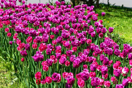 Flowerbed with purple tulips. Purple field of blooming spring tulips. Blooming purple tulips in the sun. A group of beautiful purple tulips.の写真素材