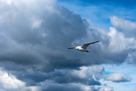 Flying seagull against the blue sky.の写真素材