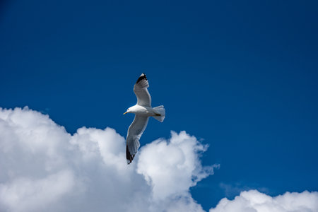 Flying seagull against the blue sky.の写真素材