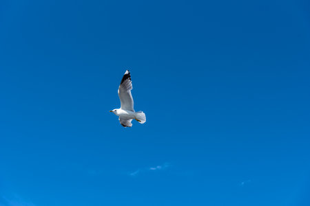 Flying seagull against the blue sky.の写真素材