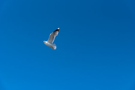 Flying seagull against the blue sky.の写真素材