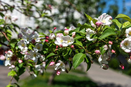 Apple tree flowers close up. Beautiful blooming apple tree close-up.の写真素材