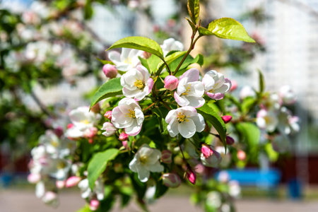 Apple tree flowers close up. Beautiful blooming apple tree close-up.の写真素材