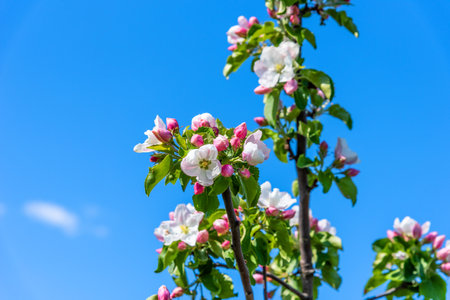 Apple tree flowers close up. Beautiful blooming apple tree close-up.の写真素材