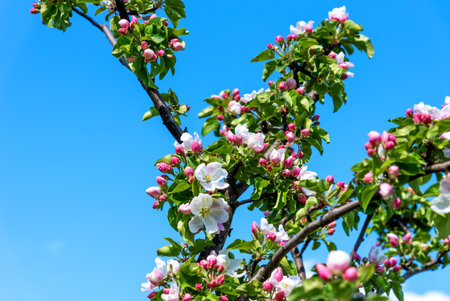 Apple tree flowers close up. Beautiful blooming apple tree close-up.の写真素材