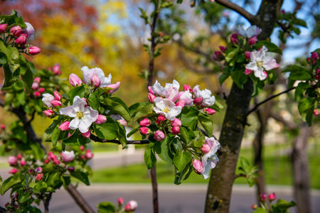 Apple tree flowers close up. Beautiful blooming apple tree close-up.の写真素材
