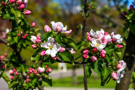 Apple tree flowers close up. Beautiful blooming apple tree close-up.の写真素材