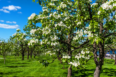 White cherry flowers blooming close-up. Beautiful white flowers of a fruit tree.の写真素材