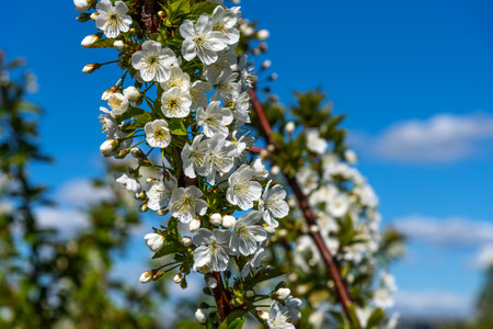 White cherry flowers blooming close-up. Beautiful white flowers of a fruit tree.の写真素材