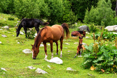 Horses graze in the mountains near the river. Horses rest on the bank of a river in the Caucasus Mountains.の写真素材