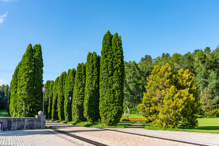 Beautiful landscape of cypress alley in Kislovodsk National Park, Russia.の写真素材