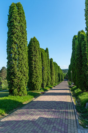 Beautiful landscape of cypress alley in Kislovodsk National Park, Russia.の写真素材