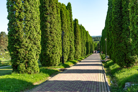 Beautiful landscape of cypress alley in Kislovodsk National Park, Russia.の写真素材