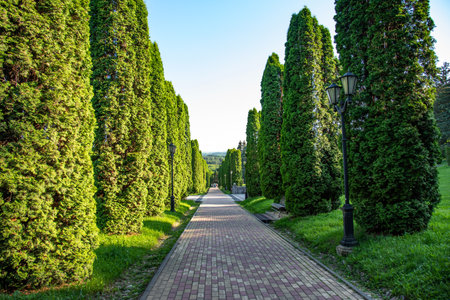 Beautiful landscape of cypress alley in Kislovodsk National Park, Russia.の写真素材
