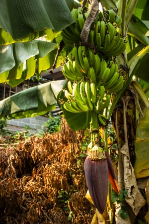 The Bananas and banana.の写真素材