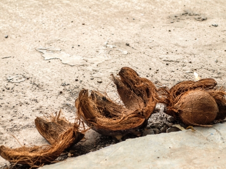 Coconut shell.の写真素材
