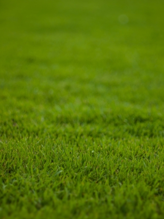 The beautiful smell of frangipani on the lawn.の写真素材