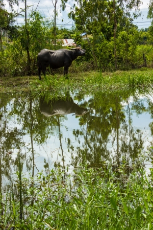 The big Buffalo pond in thaiの写真素材