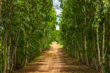 The Gravel road in thailandの写真素材
