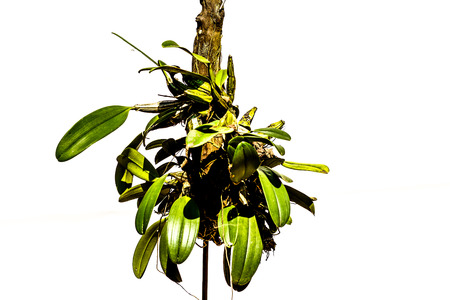 The Green orchids hanging on branches.の写真素材