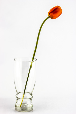 The Orange tulips. A green stem.の写真素材
