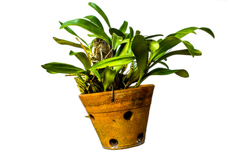 The Green orchids hanging pots.の写真素材