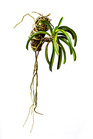 The Green orchids hanging pots.の写真素材