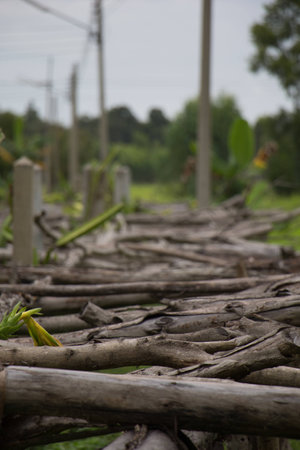 The Old wooden bridge, wooden, brown, trees.の写真素材
