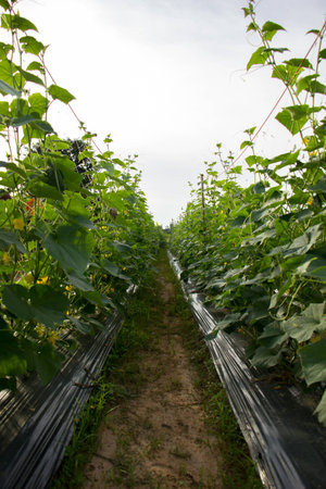 The cucumber, leaf, flower, green, ivy, planting, conversion.の写真素材