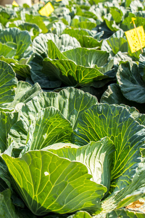 The Cabbage, Sort, green, safe, fresh, clean.の写真素材