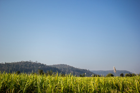 SugarThe cane, sugarcane, green, sky, blue ocean, mountains, brown.の写真素材