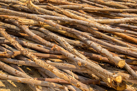 The Eucalyptus wood, lumber, wood, sort, forest, brown, large, overlapping.の写真素材