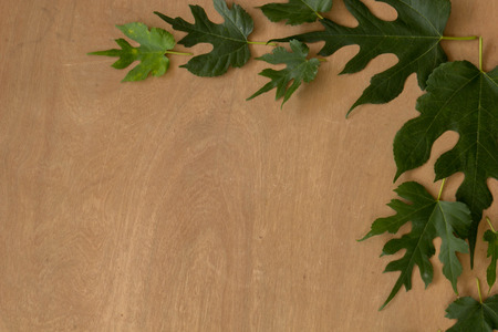 Leaves, wood, texture, leaf green, brown ground.の写真素材