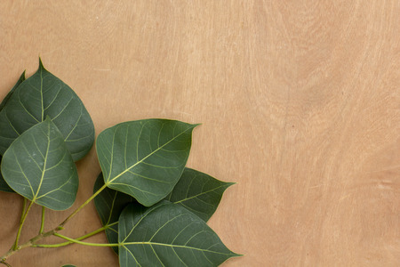 Leaves, wood, texture, leaf green, brown ground.の写真素材