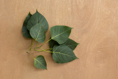 Leaves, wood, texture, leaf green, brown ground.の写真素材