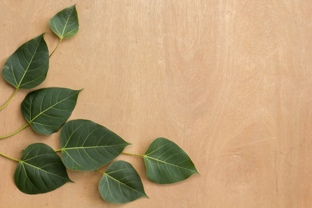 Leaves, wood, texture, leaf green, brown ground.の写真素材